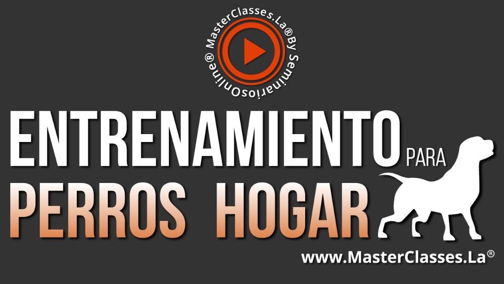 Entrenamiento para perros de hogar titulo