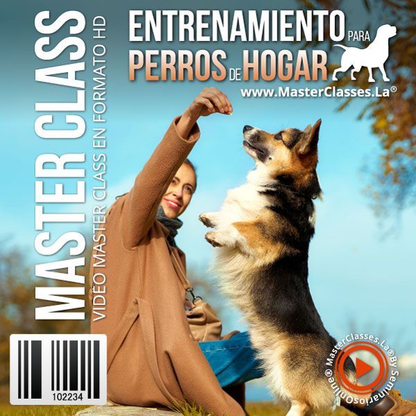 Entrenamiento para perros de hogar Portada