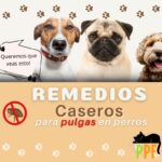 Remedios Caseros para pulgas