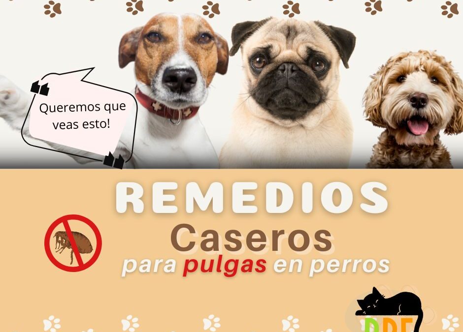 Remedios Caseros para pulgas