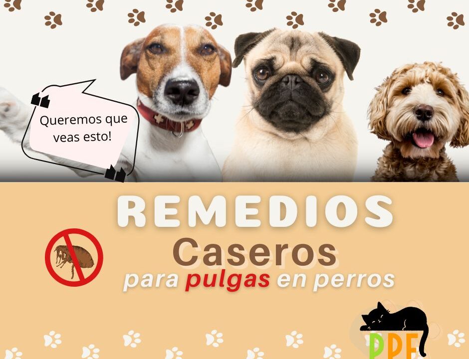 Remedios Caseros para pulgas