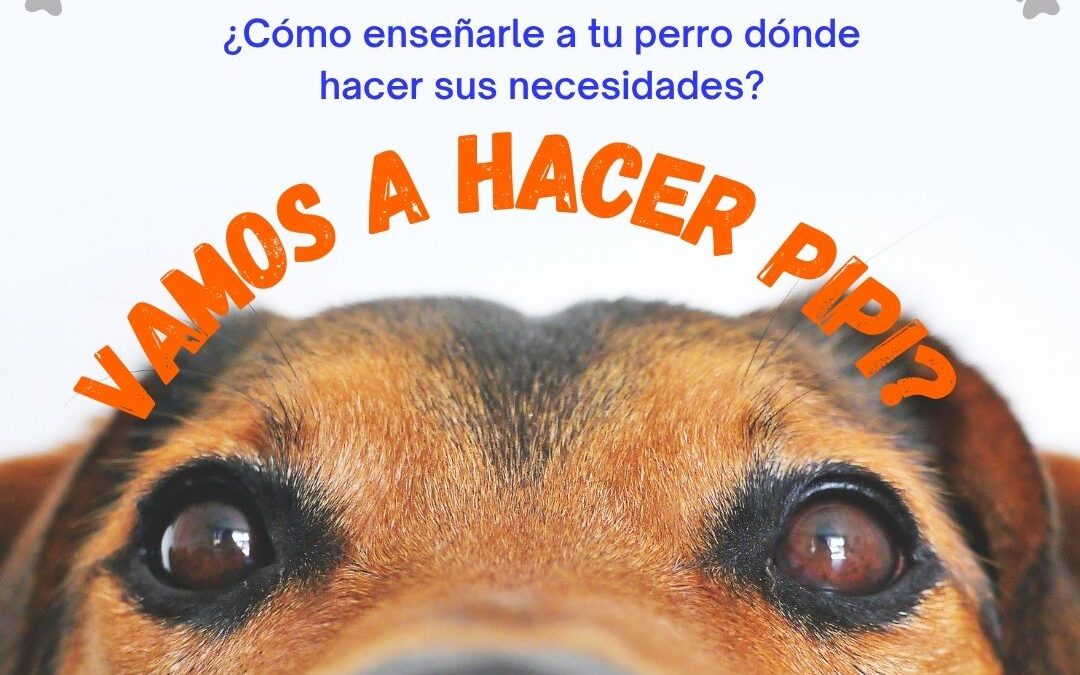 Como enseñarle a tu perro a hacer pipi