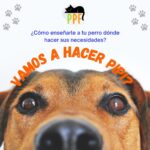 Como enseñarle a tu perro a hacer pipi