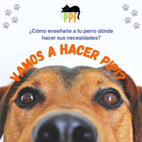 Como enseñarle a tu perro a hacer pipi