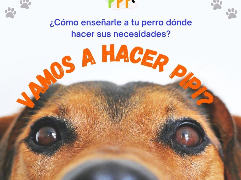 Como enseñarle a tu perro a hacer pipi