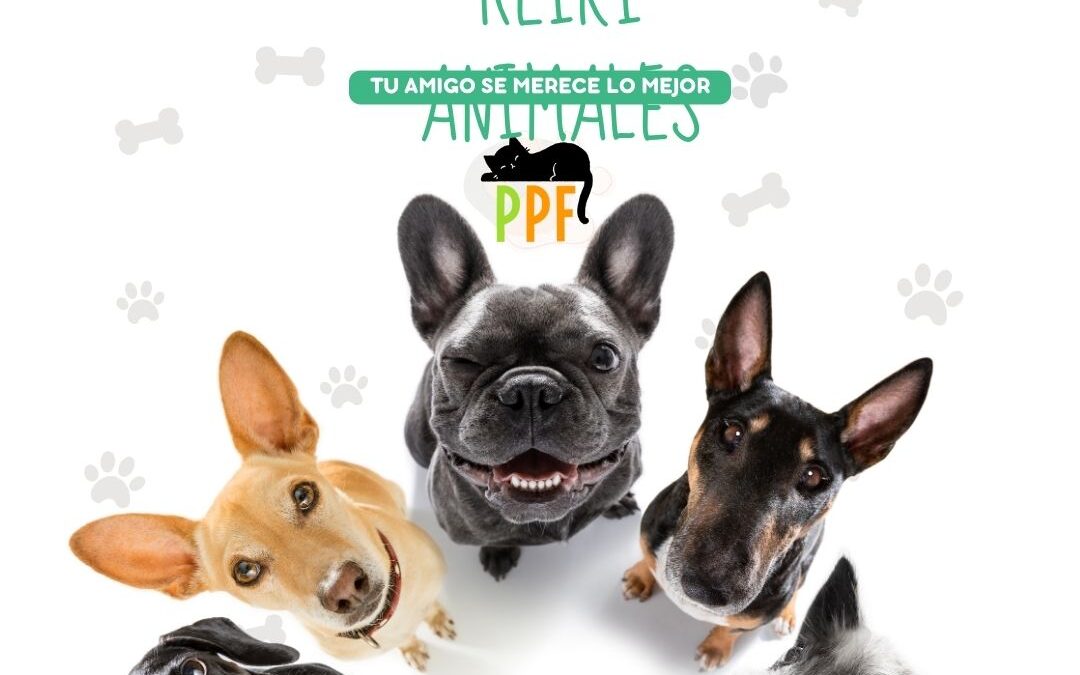 🐾 Introducción al Reiki para Perros y gatos: Energía sanadora para tu mejor amigo