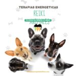 🐾 Introducción al Reiki para Perros y gatos: Energía sanadora para tu mejor amigo
