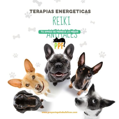 🐾 Introducción al Reiki para Perros y gatos: Energía sanadora para tu mejor amigo