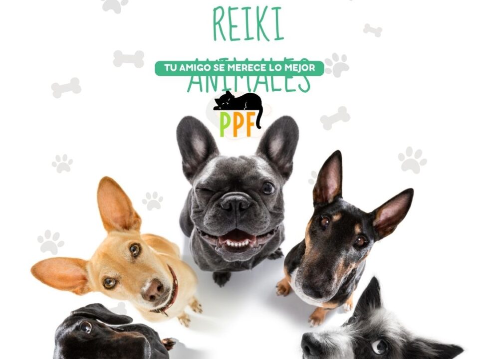 🐾 Introducción al Reiki para Perros y gatos: Energía sanadora para tu mejor amigo
