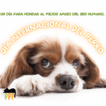 Día internacional del perro