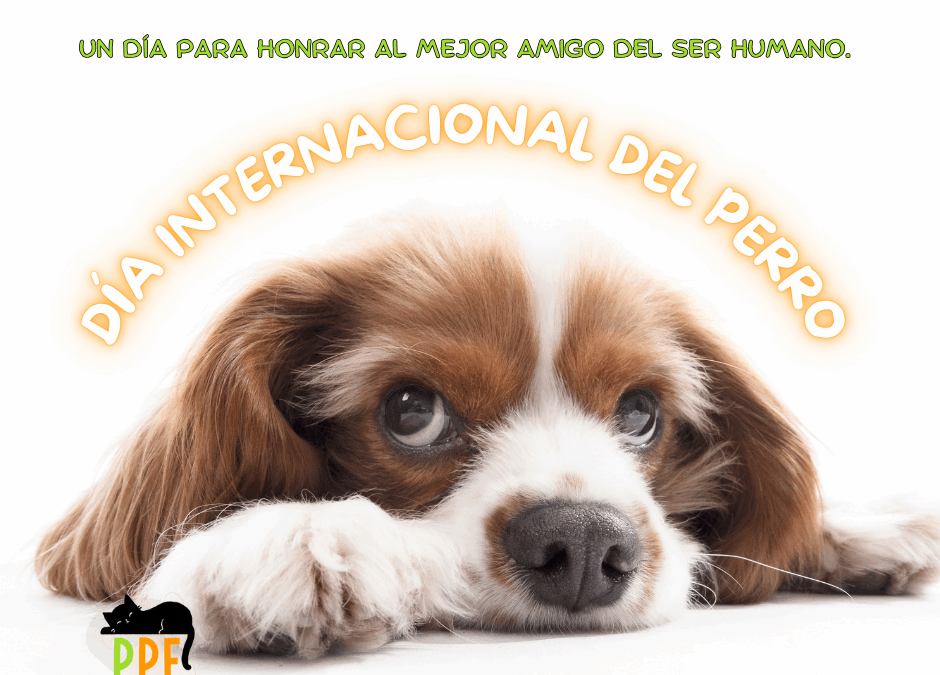 Día internacional del perro