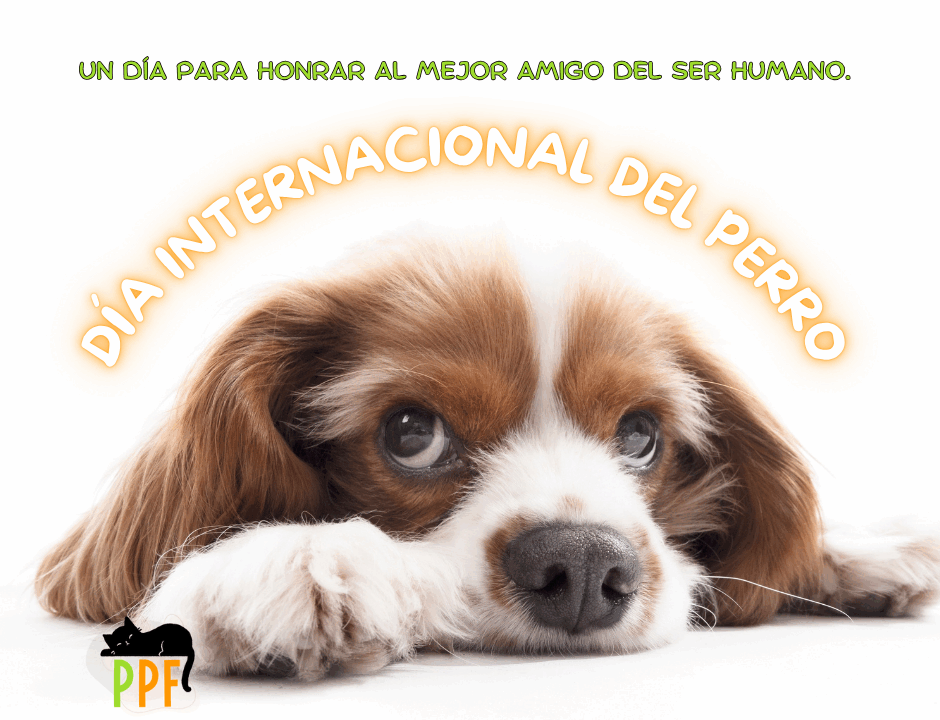 Día internacional del perro