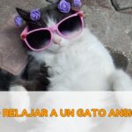 Como relajar a un gato ansioso