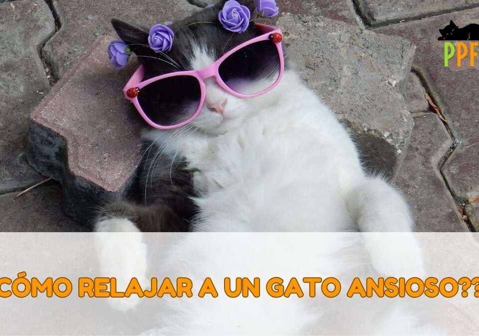 Como relajar a un gato ansioso