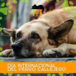 Día Mundial del Perro Callejero!