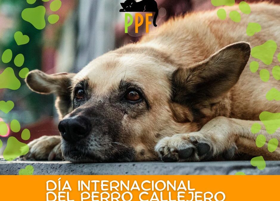 Día Mundial del Perro Callejero!