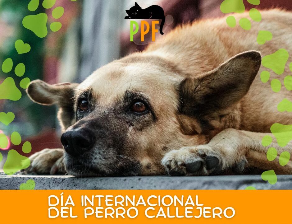 Día Mundial del Perro Callejero!
