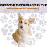 como prevenir enfermedades en tus mascotas
