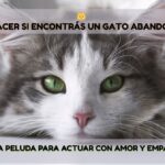 Qué hacer si encontrás un gato abandonado
