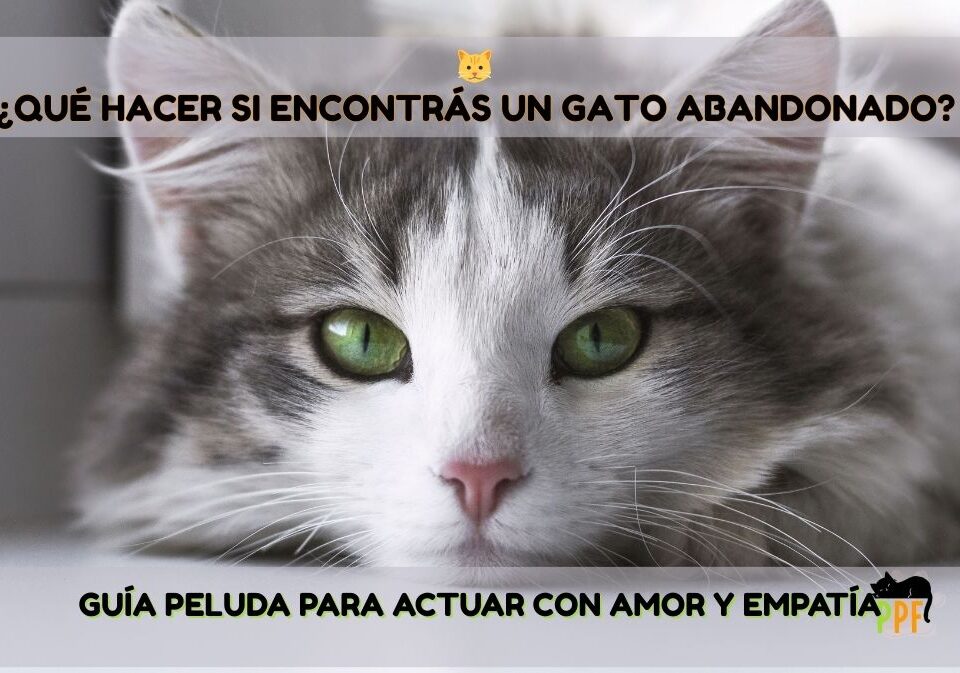 Qué hacer si encontrás un gato abandonado