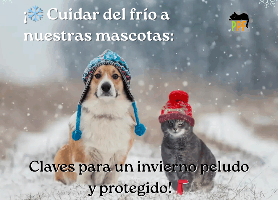 cómo cuidar a las mascotas del frío