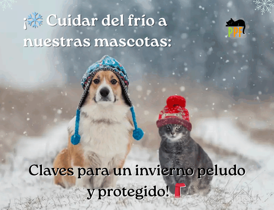 cómo cuidar a las mascotas del frío