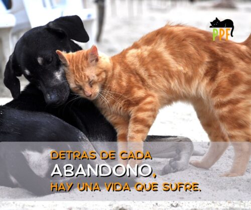 no al abandono