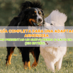 Cómo presentar un nuevo perro o gato en casa (sin estrés): Guía completa para una adaptación armoniosa